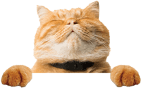 aHR0cHM6Ly9tbWJpei5xbG9nby5jbi9tbWJpei95cVZBcW9adkRpYkZwcERLZlpBMFozOE91VkZ1cUpkdkJYY0NqSnh3aWJVQVR3NjQzbXZxeXdvbjRaTE45NmdpYnBUbFdLTmZ5UUhRRUo0UjBIV1ZhakFBUS8wP3d4X2ZtdD1wbmc=.png